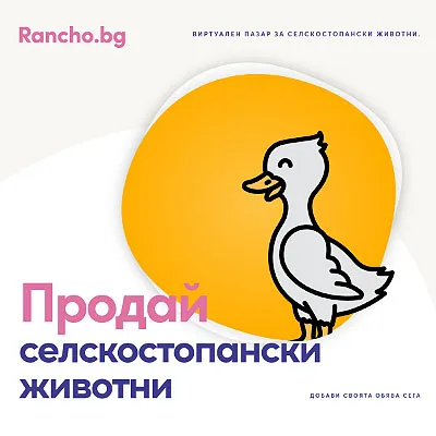 Дизайн на реклама в социалните мрежи. 